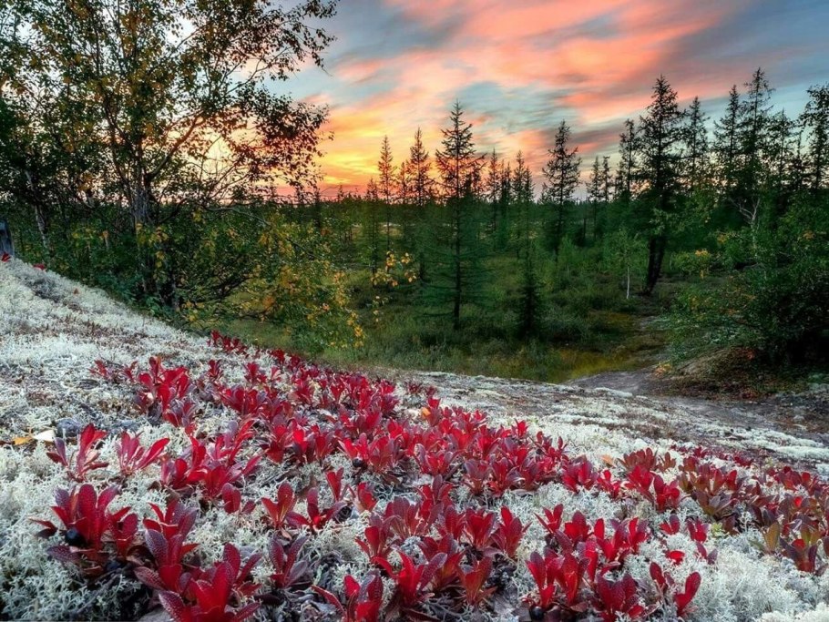 Лето тундра новый уренгой