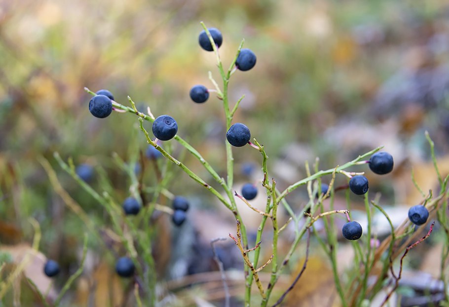 Дарвиния oxylepis