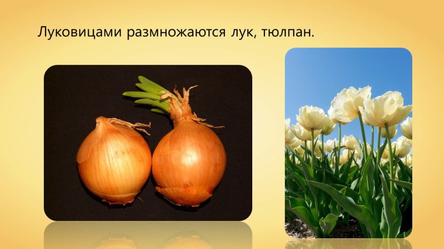 Способ размножения репчатого лука