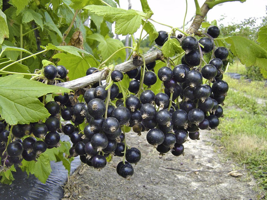 Смородина Селеченская