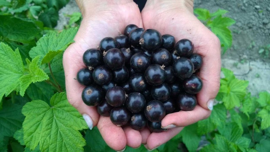Смородина черная Селеченская, Селеченская 2