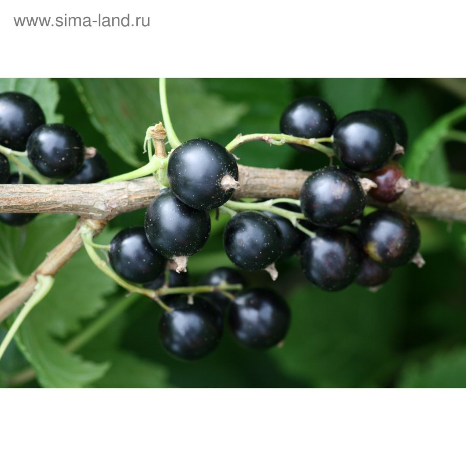 Смородина черная Фортуна описание
