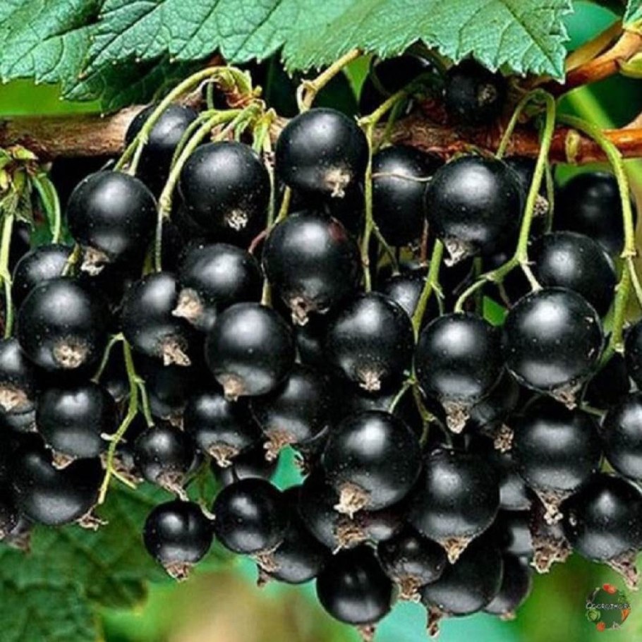 Смородина черная – ribes nigrum