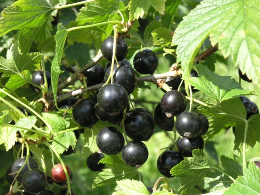 Смородина черная – ribes nigrum