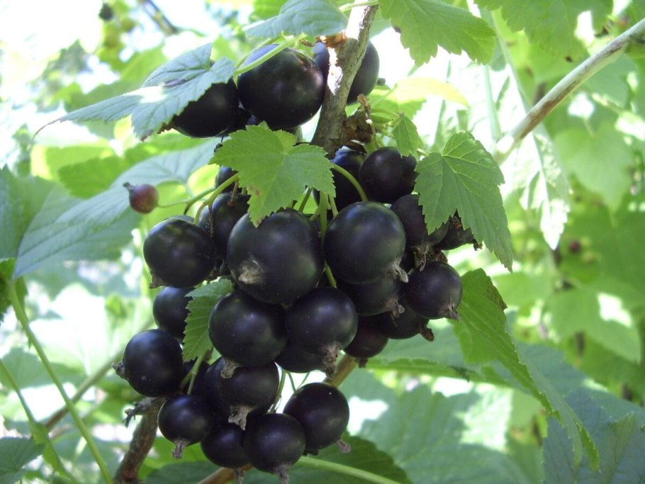 Кубанская смородина