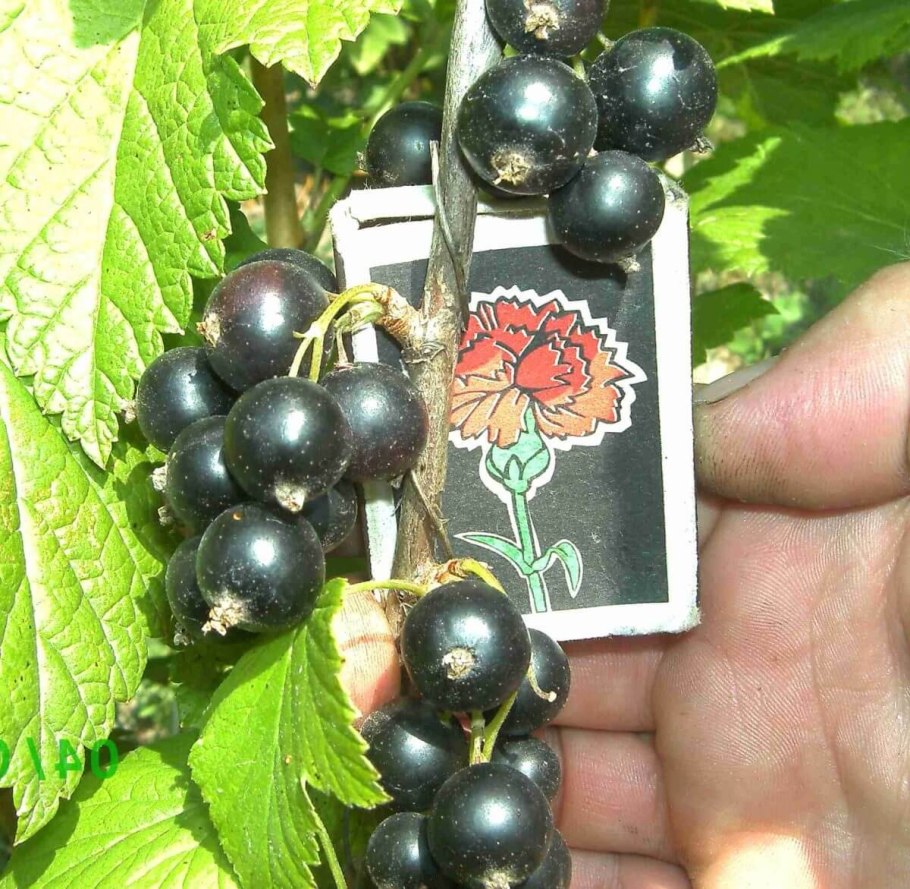 Смородина сеянец Софьи