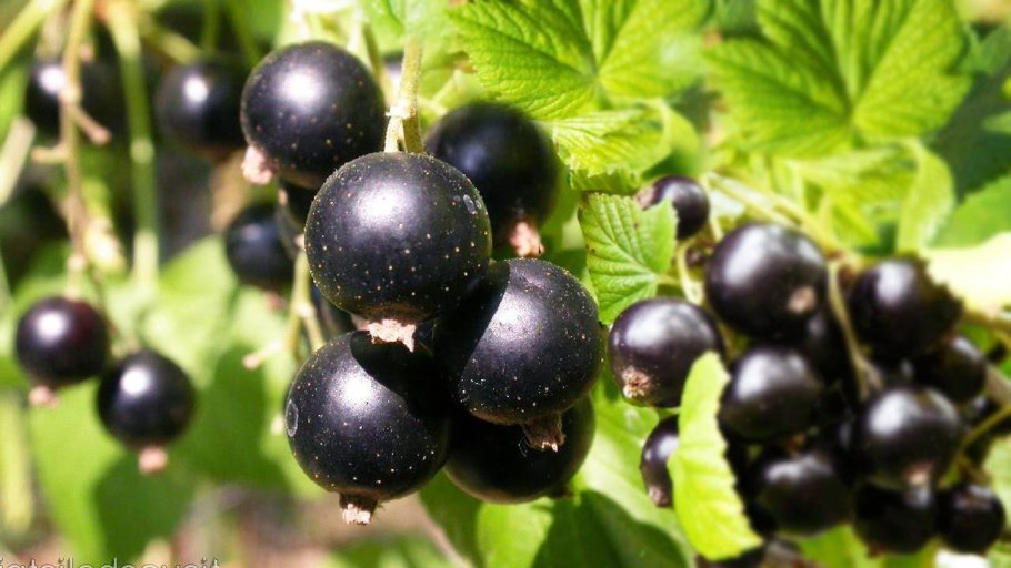 Смородина черная (ribes nigrum l.)