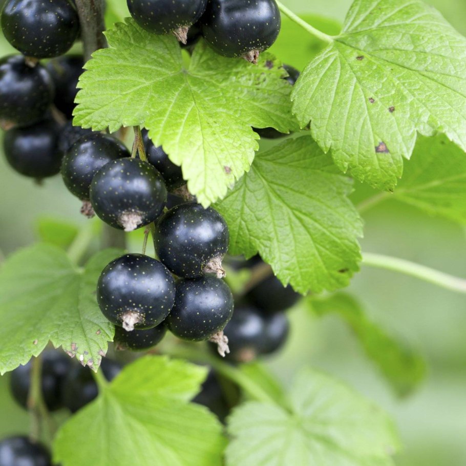 Смородина черная ribes nigrum россиянка