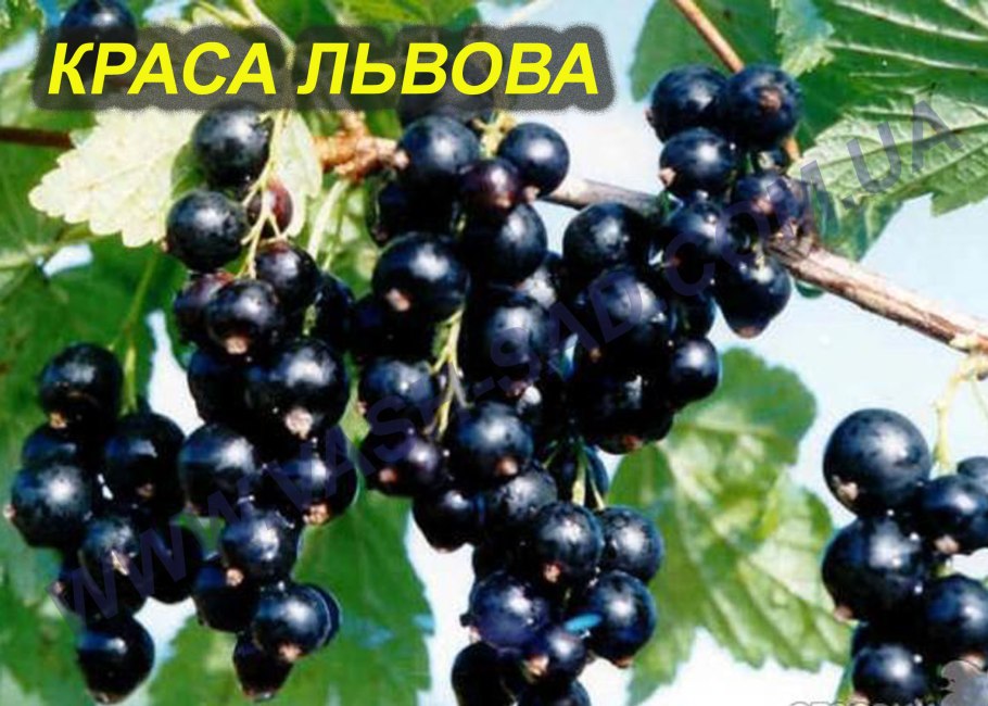 Смородина чёрная Тисель