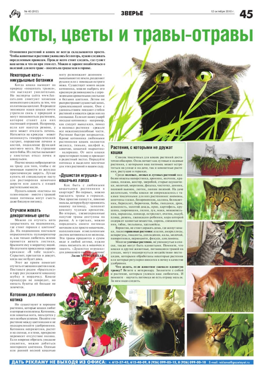 Ядовитые комнатные растения для кошек