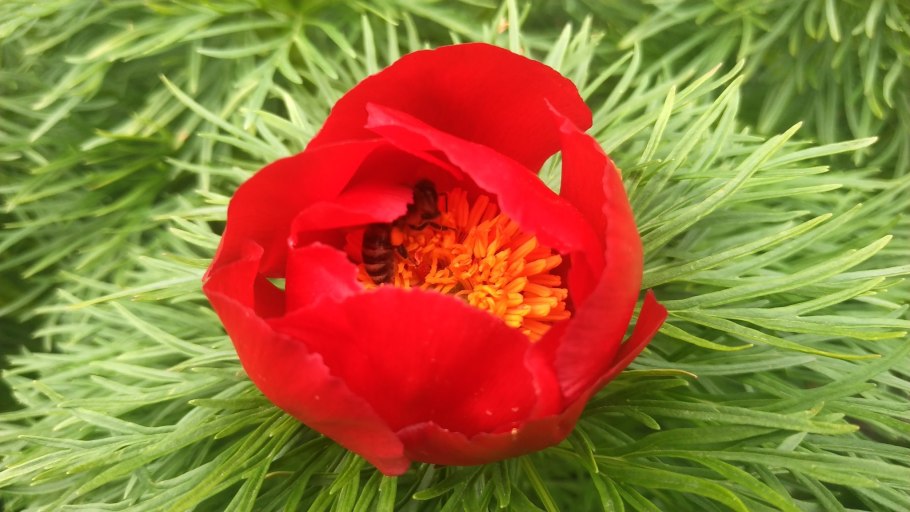 Пион тонколистный строение