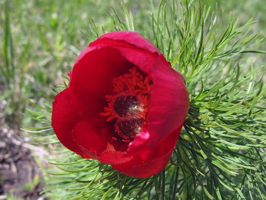 Пион tenuifolia