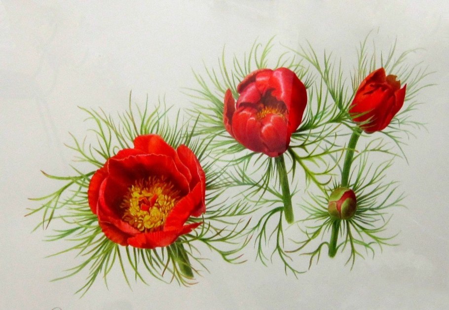 Пион тонколистный Воронец