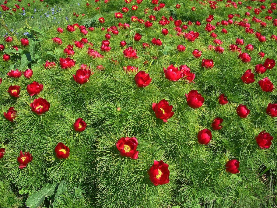 Пион tenuifolia rubra