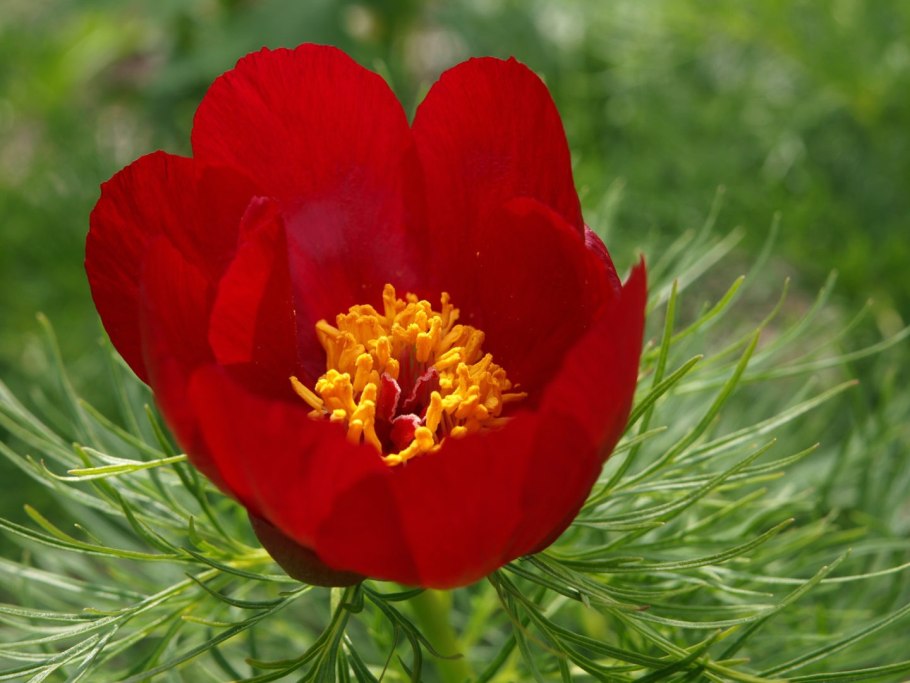 Пион tenuifolia Plena