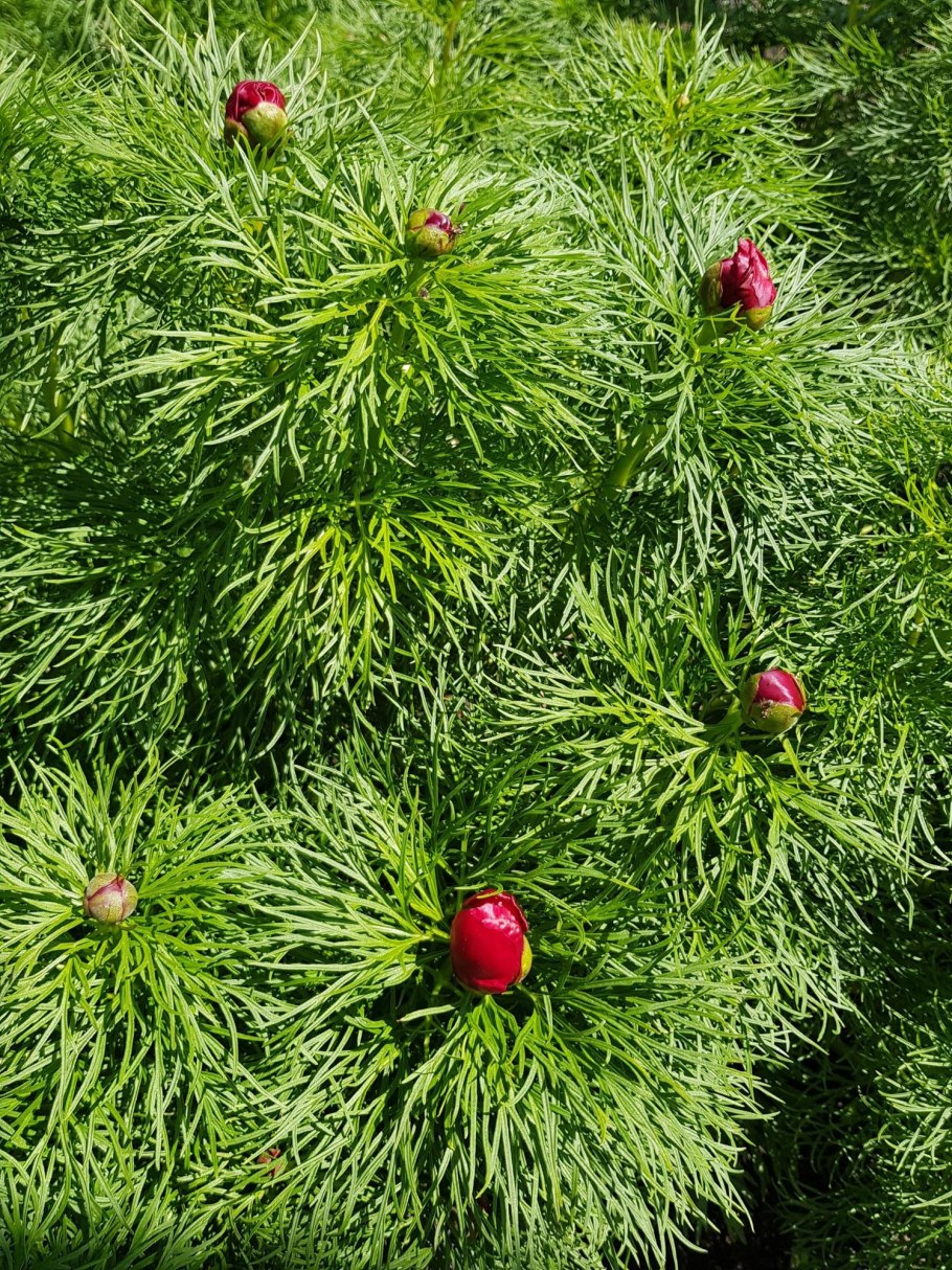 Пион тонколистный в степи