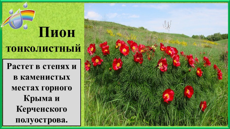 Пион тонколистный всходы