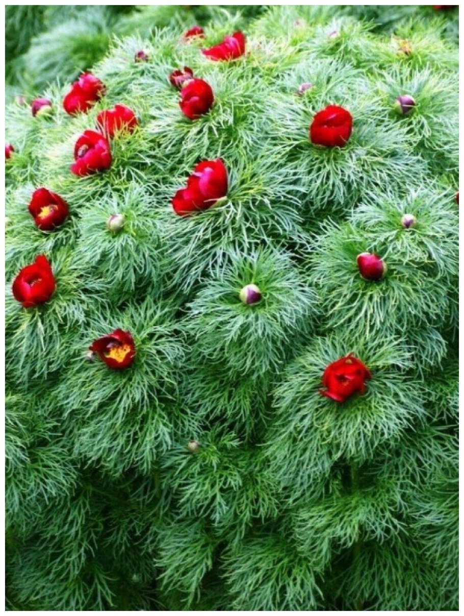 Пион тонколистный в Крыму