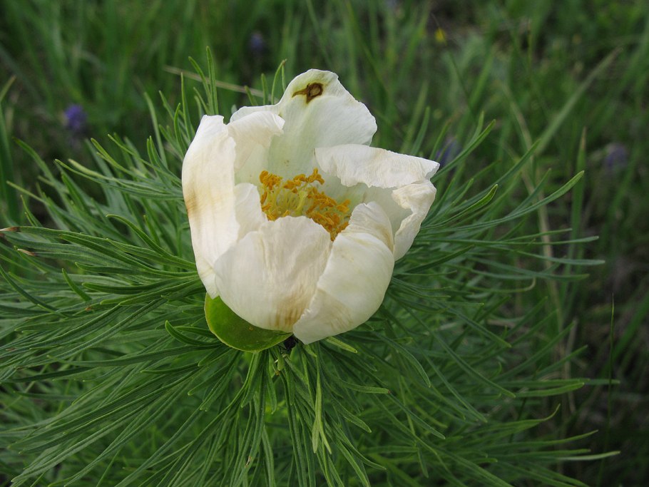 Пион толстолистный махровый