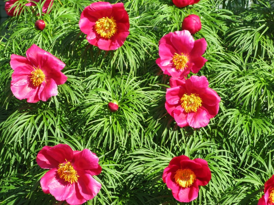 Пион тонколистный rubra Plena