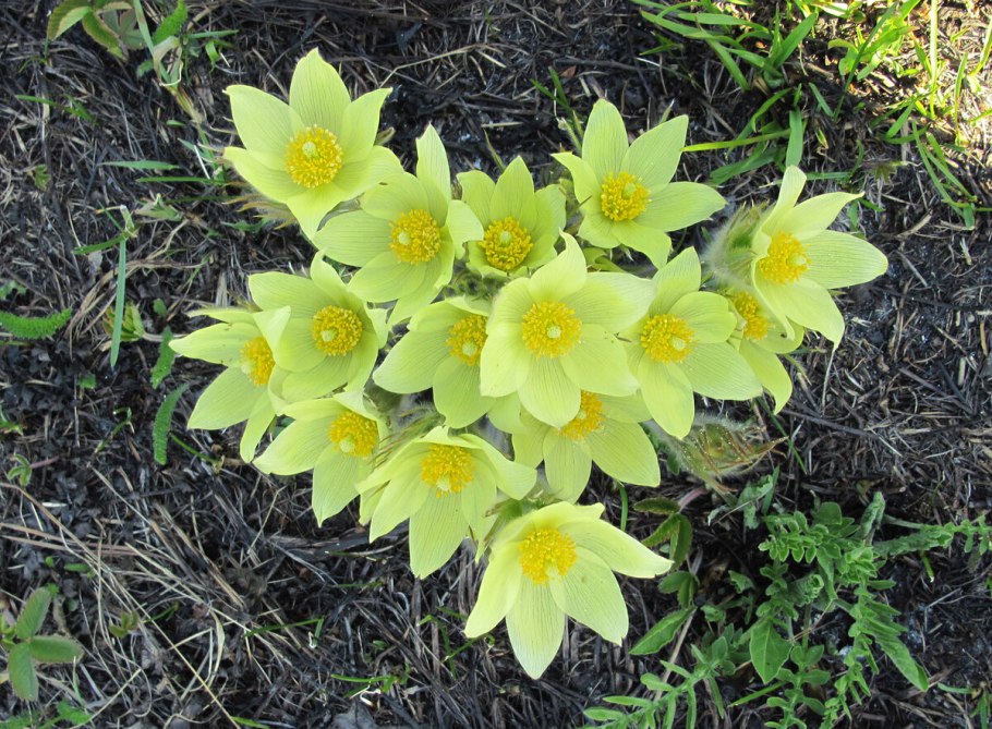 Прострел желтеющий Pulsatilla flavescens