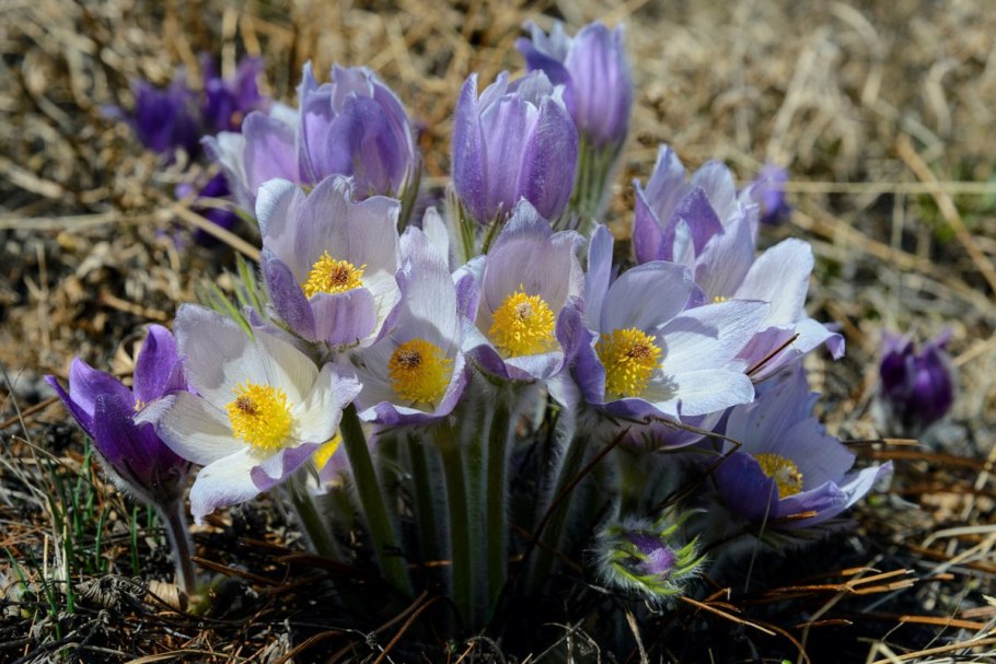 Прострел Луговой Pulsatilla pratensis