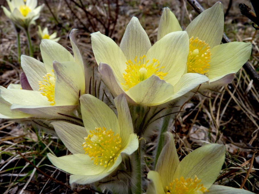 Прострел желтеющий Pulsatilla flavescens