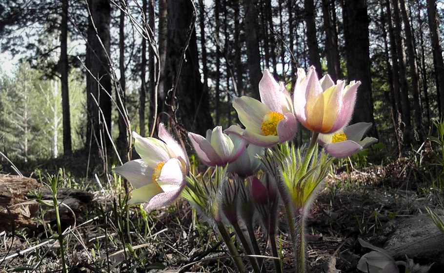 Прострел весенний Pulsatilla vernalis