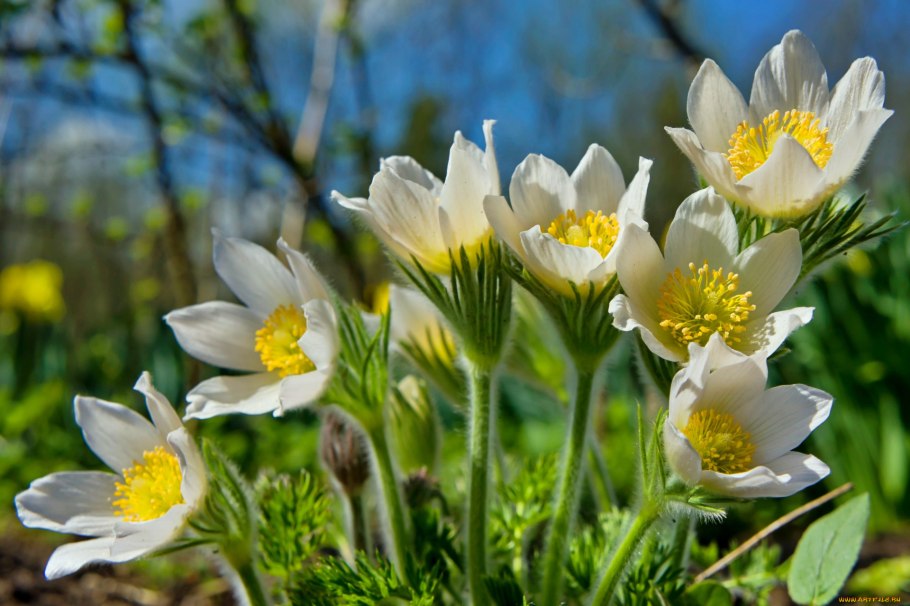 Прострел (Подснежник, сон-трава, Pulsatilla)