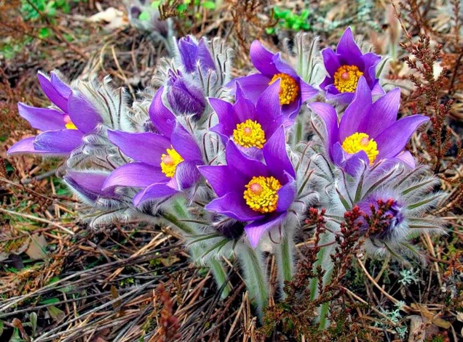 Прострел желтеющий Pulsatilla flavescens