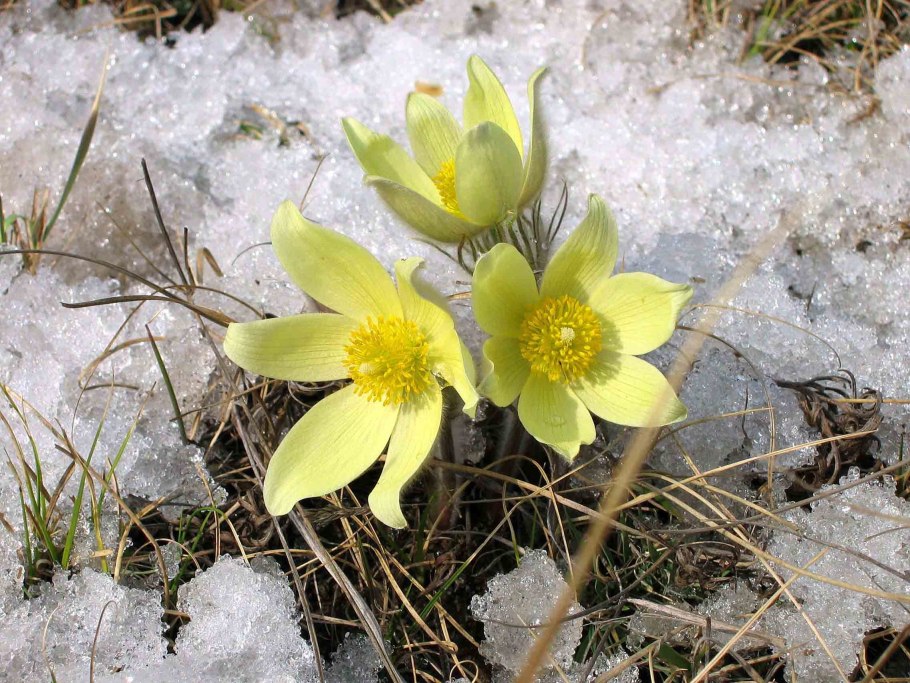 Прострел желтеющий Pulsatilla flavescens