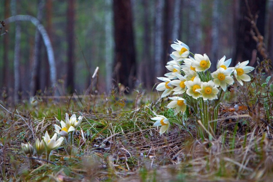 Прострел Альпийский (Pulsatilla Alpina)