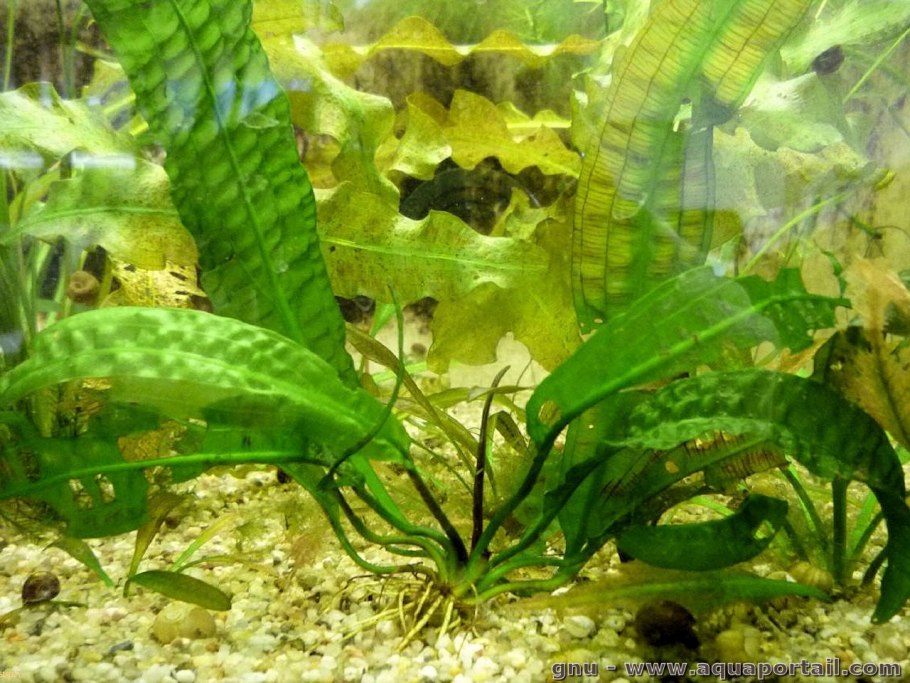 Aponogeton longiplumulosus