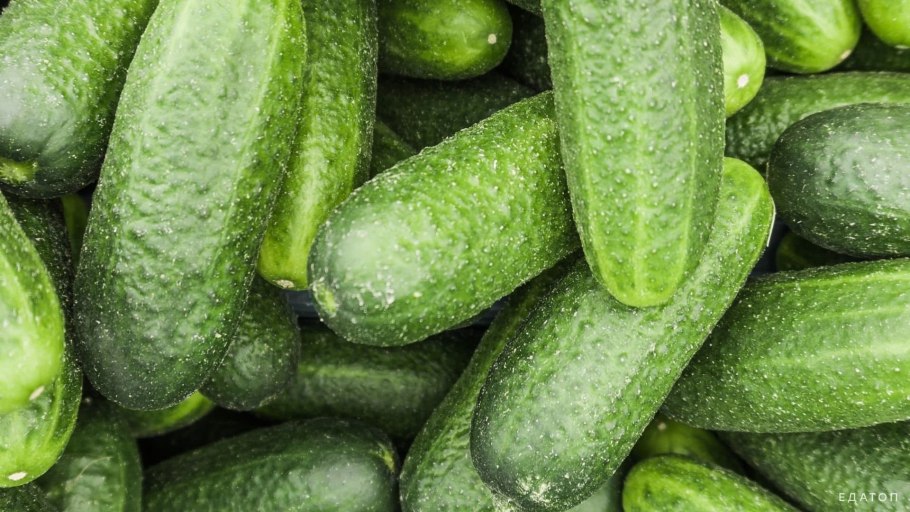 Сорт огурцов Либелла f1