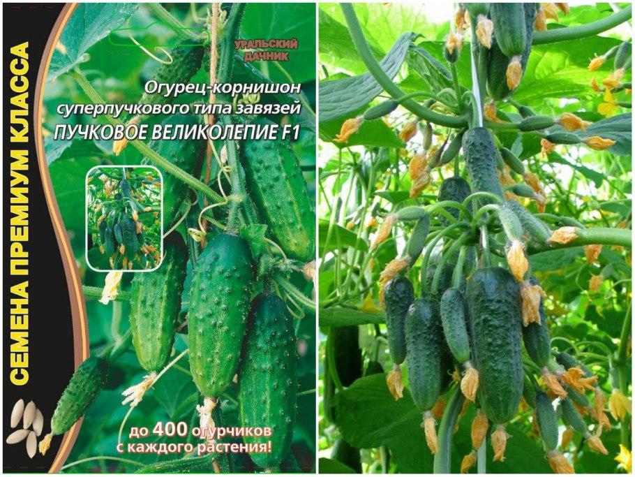 Огурец Сигурд f1