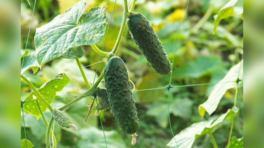 Огурец Аякс f1