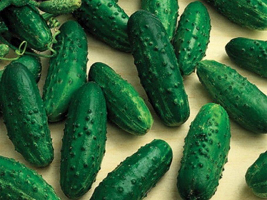 Сорта огурцов монолит f1