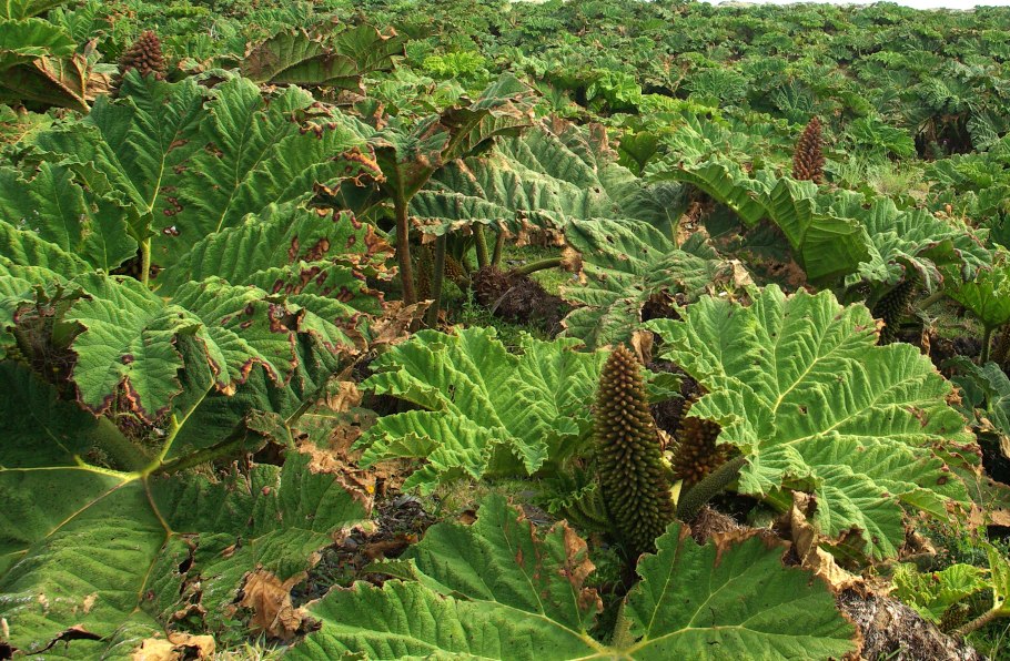 Gunnera tinctoria
