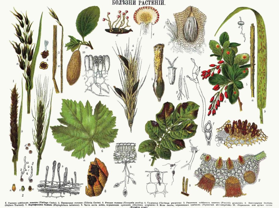 Кровохлебка Tanna