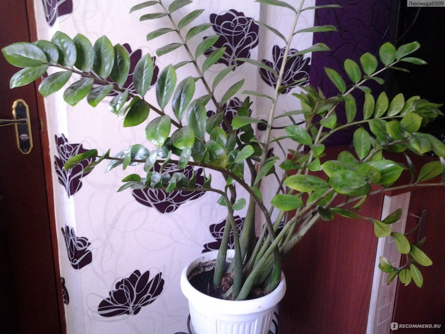 Замиокулькас ZZ Plant