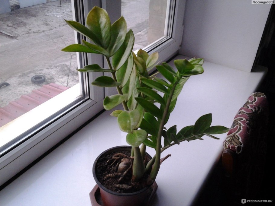 Растение замиокулькас