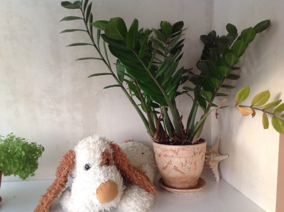 Замиокулькас ланцетовидный