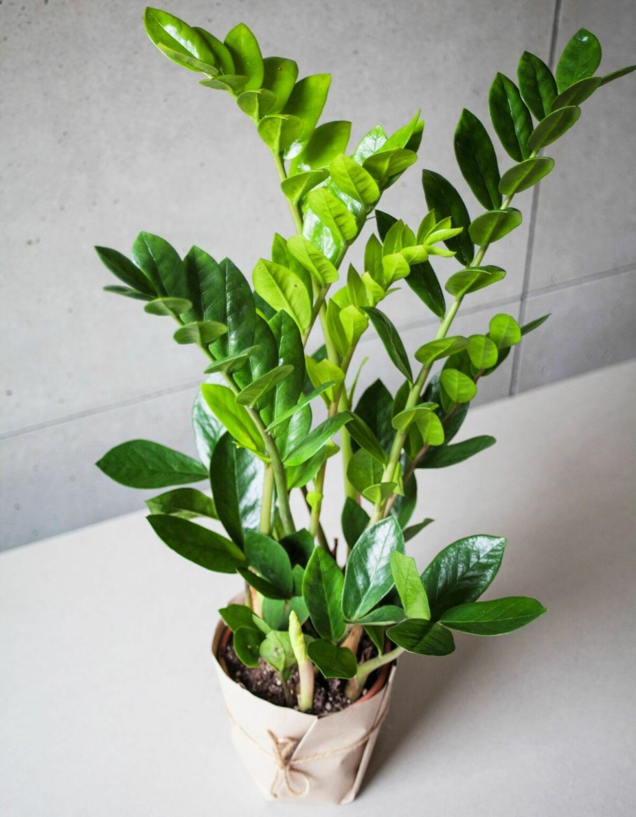 Замиокулькас строение