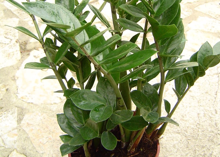 Суккуленты замиокулькас