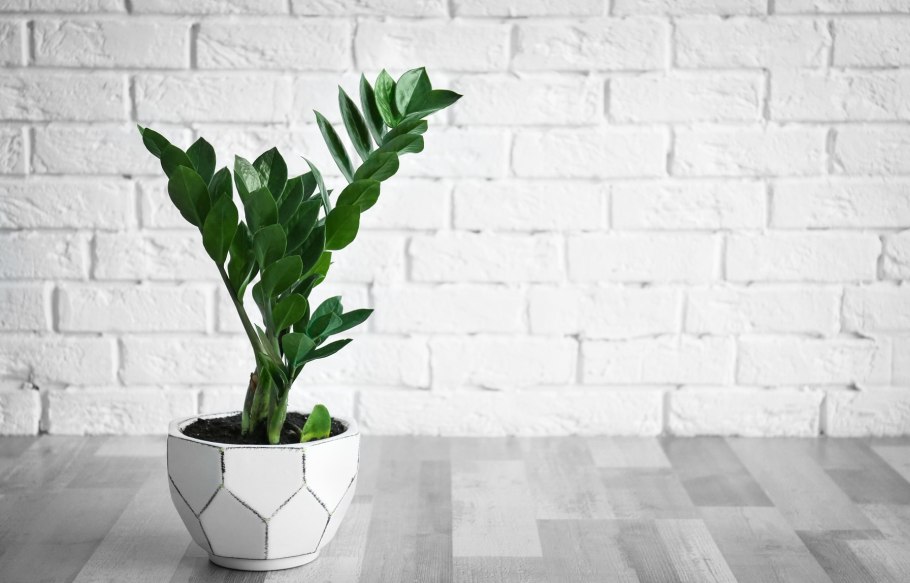 Фикус долларовое дерево