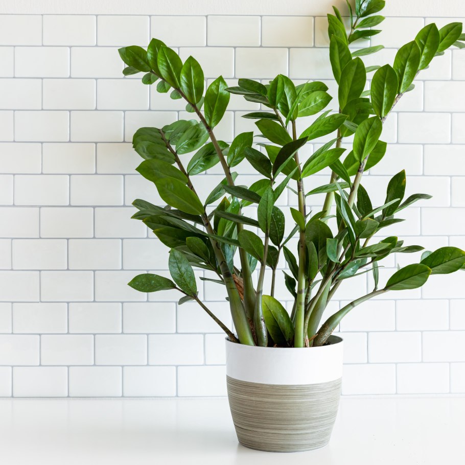 Денежное дерево замиокулькас