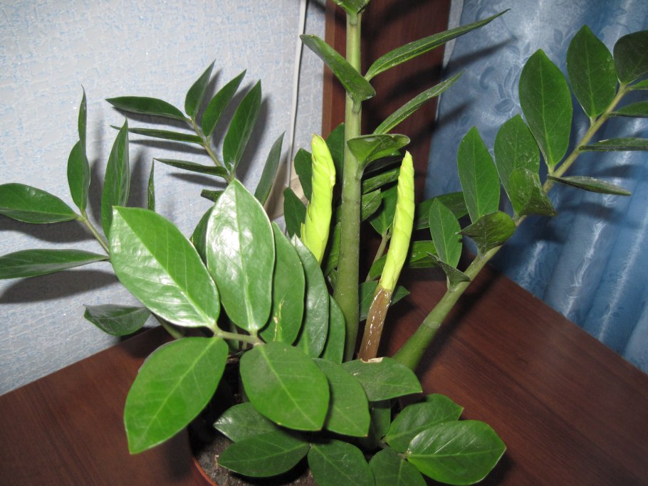 Замиокулькас ядовитый