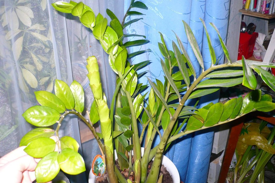 Суккуленты замиокулькас