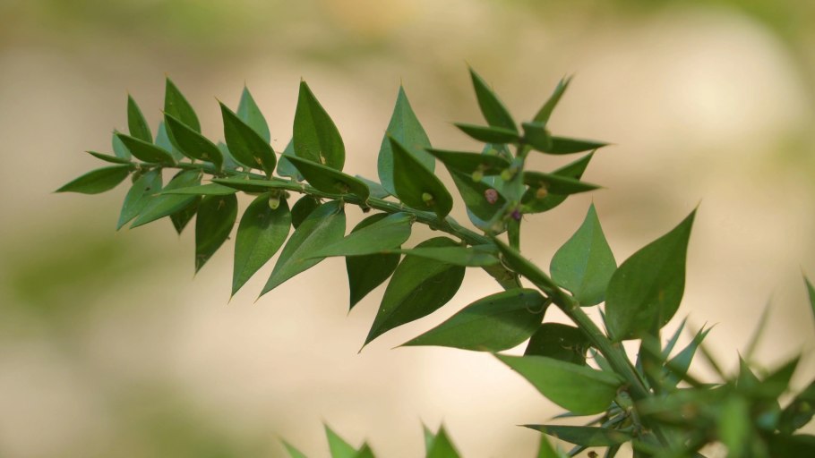 Иглица Колхидская