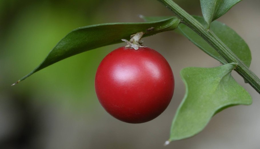 Ruscus hypophyllum